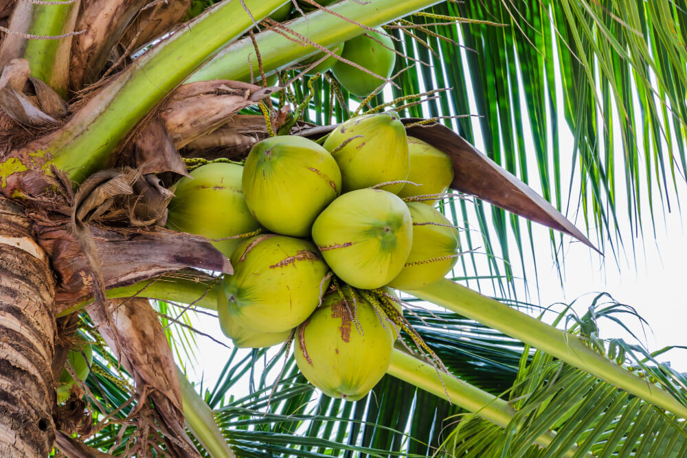 Fresh coconuts and tropical produce